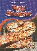 Rat Snakes