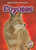 Coyotes