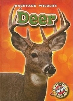 Deer - Zobel, Derek