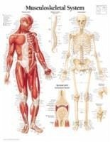 Cover Musculoskeletal System Chart: Laminated Wall Chart