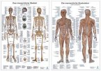 Anatomie-Poster Doppelpack, Die menschliche Muskulatur/Das menschliche Skelett, 2 Poster