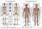 Anatomie-Poster Doppelpack, Die menschliche Muskulatur/Das menschliche Skelett, 2 Poster