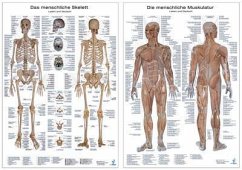 Anatomie-Poster Doppelpack, Die menschliche Muskulatur/Das menschliche Skelett, 2 Poster