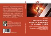 ÉTUDE DU GÈNE GATA2 DURANT LA NEUROGENESE DE LA MOELLE ÉPINIÈRE ÉTUDE DU GÈNE GATA2 DURANT LA NEUROGENESE DE LA MOELLE ÉPINIÈRE