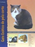 Gato exótico de pelo corto