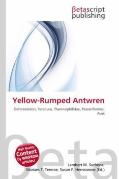 Yellow-Rumped Antwren