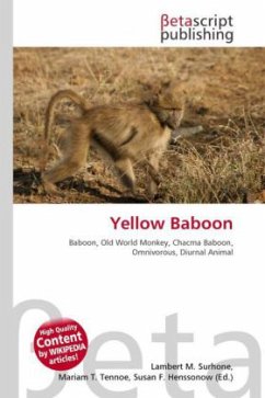 Yellow Baboon