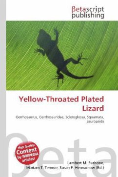 Yellow-Throated Plated Lizard