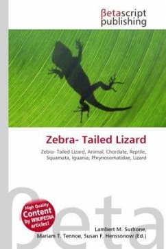 Zebra- Tailed Lizard