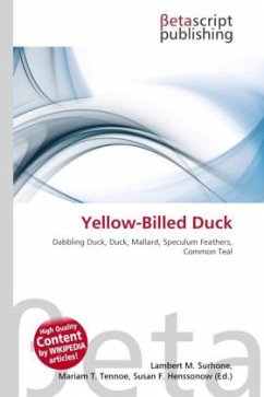 Yellow-Billed Duck