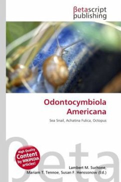 Odontocymbiola Americana