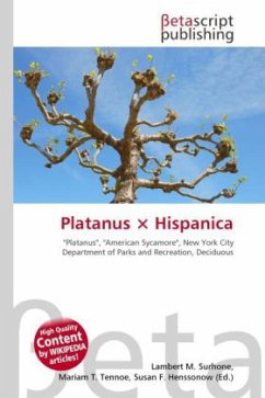 Platanus × Hispanica