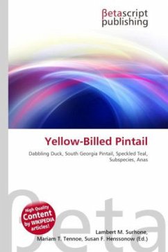 Yellow-Billed Pintail
