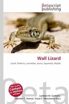 Wall Lizard