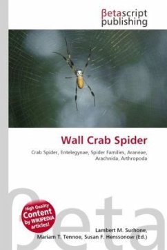 Wall Crab Spider