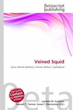 Veined Squid