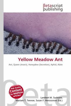 Yellow Meadow Ant