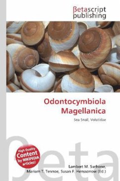 Odontocymbiola Magellanica
