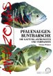Pfauenaugen-Buntbarsche - Bild 1