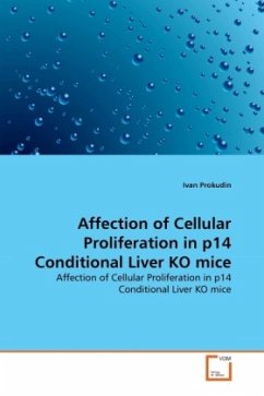 Affection of Cellular Proliferation in p14 Conditional Liver KO mice
