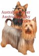 Australian Terrier Australian Silky... - Bild 1