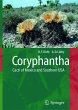 Coryphantha - Bild 1