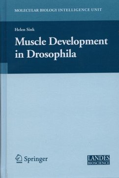 Muscle Development in Drosophilia - Sink, Helen