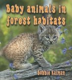 Baby Animals in Forest Habitats