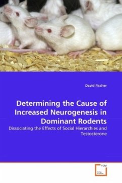 Determining the Cause of Increased Neurogenesis in Dominant Rodents