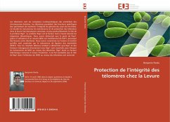 Protection de l''intégrité des télomères chez la Levure - Pardo, Benjamin