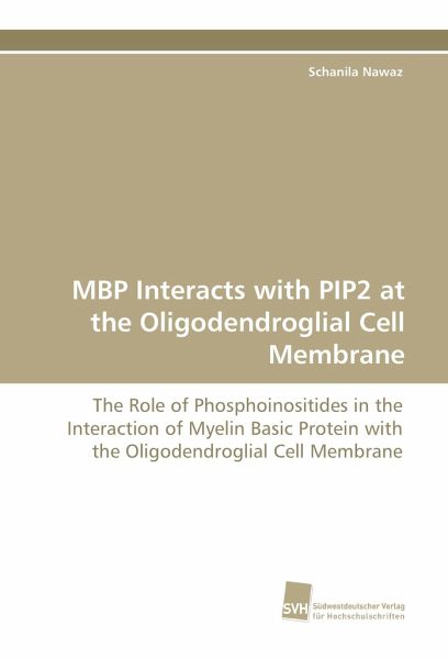 MBP Interacts with PIP2 at the Oligodendroglial Cell Membrane