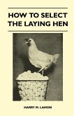 How To Select The Laying Hen