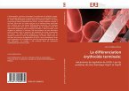 La différenciation érythroïde terminale: