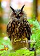 Entdecke die Eulen - Bild 1