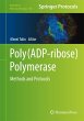 Poly(ADP-ribose) Polymerase - Bild 1