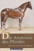 Die Anatomie des Pferdes