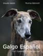 Galgo Español - Bild 1