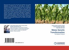 Maize Genetic Transformation - Décima Oneto, Cecilia Andrea;Andres Gonzalez, Germán;Marcela Lewi, Dalia