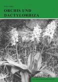 Orchis und Dactylorhiza / Orchideen Mitteleuropas 3 Orchis und Dactylorhiza / Orchideen Mitteleuropas 3