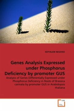 Genes Analysis Expressed under Phosphorus Deficiency by promoter GUS - NEGIHSO, KEFYALEW