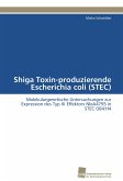 Shiga Toxin-produzierende Escherichia coli (STEC)