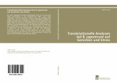 Transkriptionelle Analysen bei B. japonicum auf Genistein und Stress