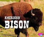 American Bison