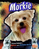 Morkie: A Cross Between a Maltese and a Yorkshire Terrier
