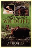Algonquin Wildlife