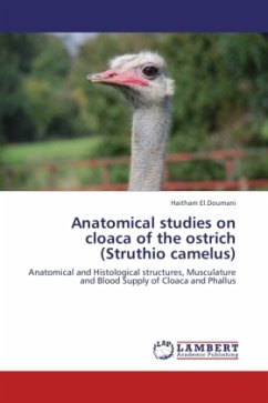 Anatomical studies on cloaca of the ostrich (Struthio camelus) - El.Doumani, Haitham