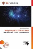 Meganephria bimaculosa