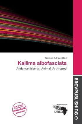 Kallima albofasciata Kallima albofasciata