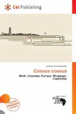 Cossus cossus Cossus cossus