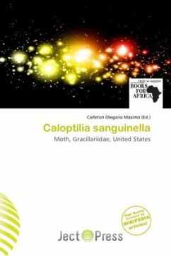 Caloptilia sanguinella